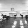 Jannis Kounellis, « Sans titre (12 chevaux) », 1969 
