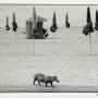 Elliot Erwitt, Teckel de profil arpentant les Planches, 1991