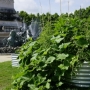 Des Jardins dans la ville – « Les terres des possibles », Quinconces, Bordeaux