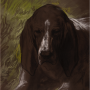 Rosa Bonheur (1822-1899) Tête de chien 1869 Fusain, pastel, craie blanche et craie verte sur papier marron © Musée des Beaux-Arts de Bordeaux, photo F. Deval.