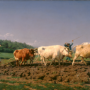 Rosa Bonheur (1822-1899)  Labourage nivernais, dit aussi Le sombrage  1849  