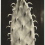 Aenne Biermann, Cactus, vers 1929 / Museum Ludwig, Cologne. Reproduction : Archives d'images rhénanes Cologne.