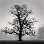 Graceful Oak, Broughton, Oxfordshire, England. 2005