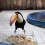 Wolfgang Tillmans Toucan, 2010.