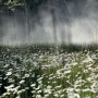 Sculptures de brume