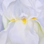 Iris Blanc [White Iris]