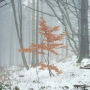 Denis Darzacq, Portrait d'arbre