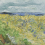 Vincent van Gogh, Champ de blé aux bleuets, 1890