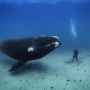 Un plongeur face à une baleine australe 