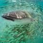 Un Requin baleine entouré d’un banc de poissons