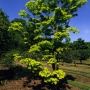Acer Palmatum Japonicum Aureum Specimen & Collection