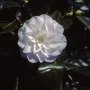 Camellia Japonica Mathotiana Alba