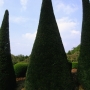 Taxus Baccata Specimen