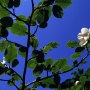 Magnolia Caduque Sieboldii Specimen & Collection