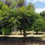 Wisteria (Glycine) Floribunda Prematura Specimen