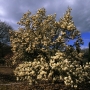 Magnolia Caduque Alba Superba Specimen