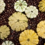 Patissons du domaine