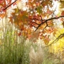 Couleurs d'automne