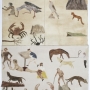 Les Animaux et Nous, 2011
