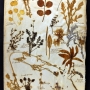 Herbier Dominique Perrin 