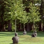Heart of Trees, Jardin Public © Thomas Sanson, Mairie de Bordeaux